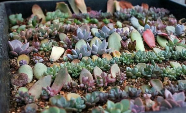 用叶繁殖的植物有哪些