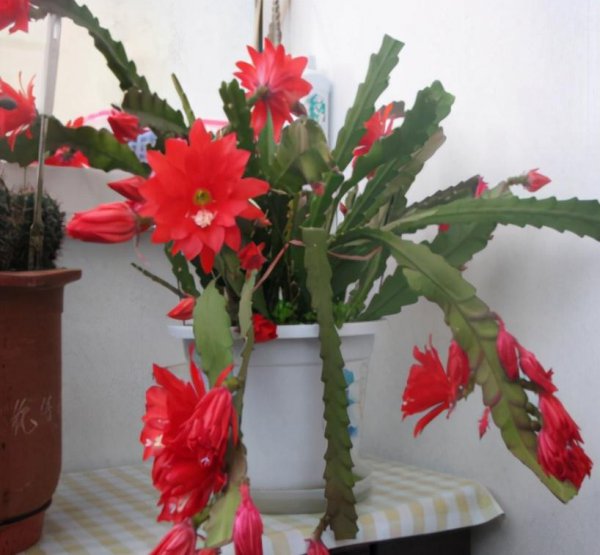 用叶繁殖的植物有哪些