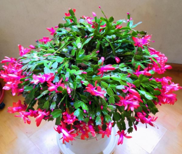 用叶繁殖的植物有哪些