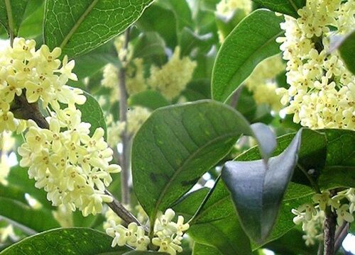 十大公认最好闻的花香