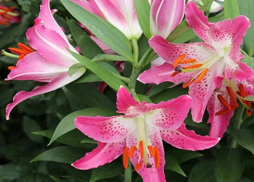 十大公认最好闻的花香