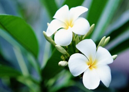 十大公认最好闻的花香