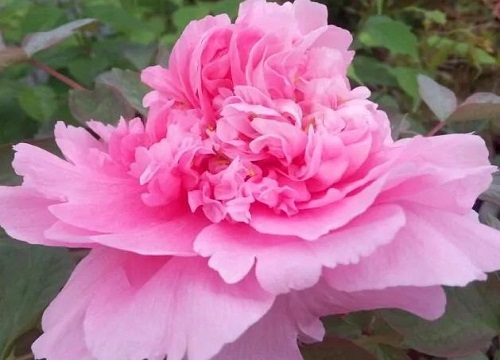 十大公认最好闻的花香