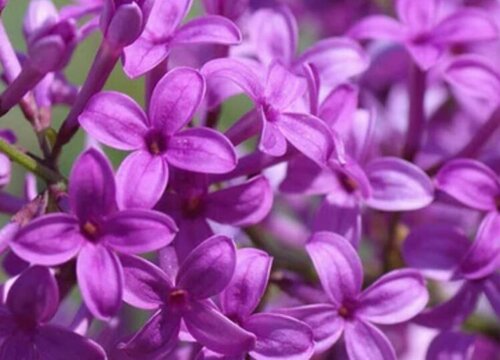 十大公认最好闻的花香