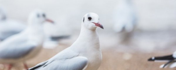 新手养殖鸽子注意哪些问题