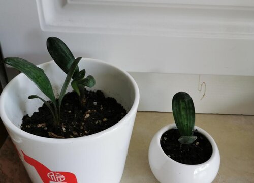 君子兰怎么养护叶片整齐绿油油