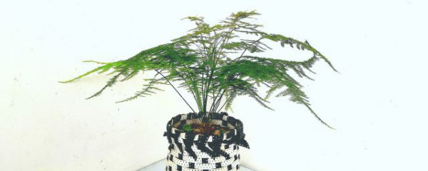 什么花可以放卧室