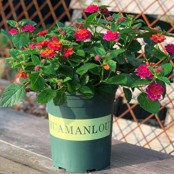 美丽却致命的花有哪些图片