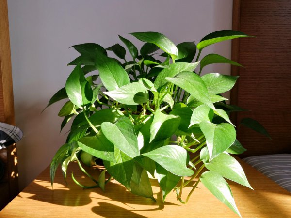 美丽却致命的花有哪些图片