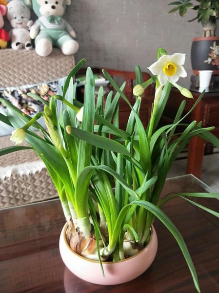 美丽却致命的花有哪些图片