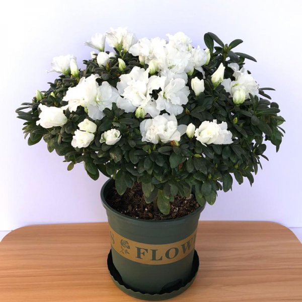 美丽却致命的花有哪些图片