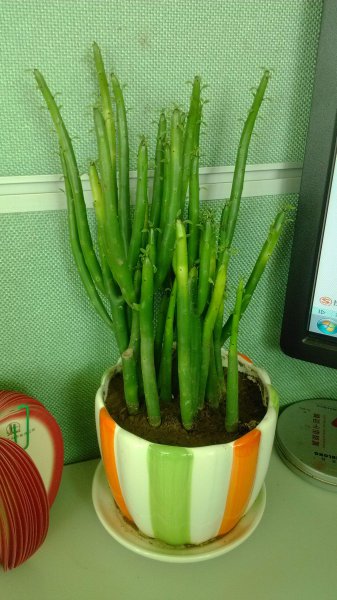 美丽却致命的花有哪些图片