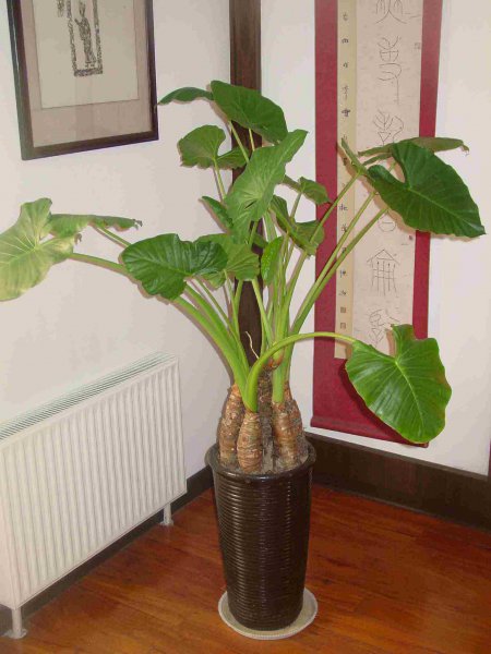 美丽却致命的花有哪些图片