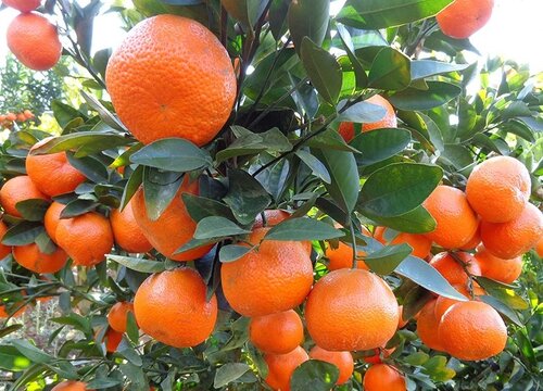 庭院十大吉祥树排名