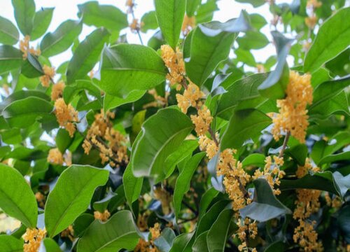 庭院十大吉祥树排名