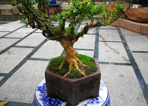 庭院十大吉祥树排名