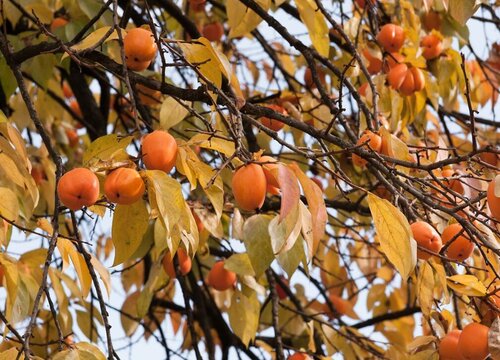 柿子树冬天落叶吗