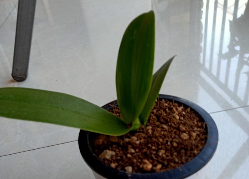 蝴蝶兰几天浇一次水比较好