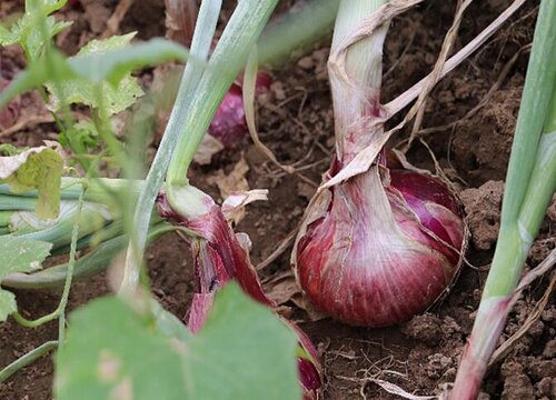 洋葱种植时间和方法