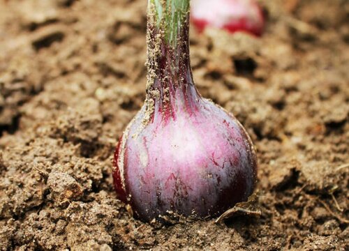 洋葱种植时间和方法