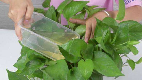 什么花喜欢啤酒浇花