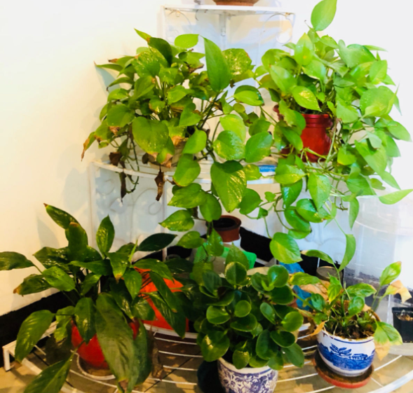 什么花喜欢啤酒浇花