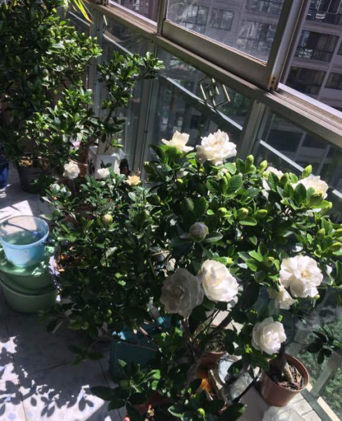 什么花喜欢啤酒浇花