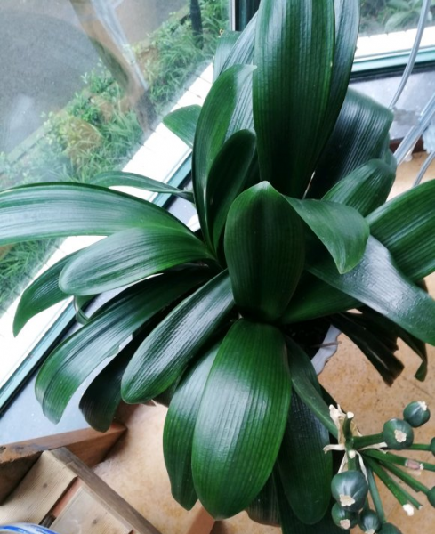 什么花喜欢啤酒浇花