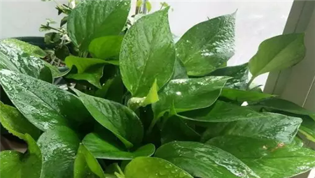 什么花喜欢啤酒浇花