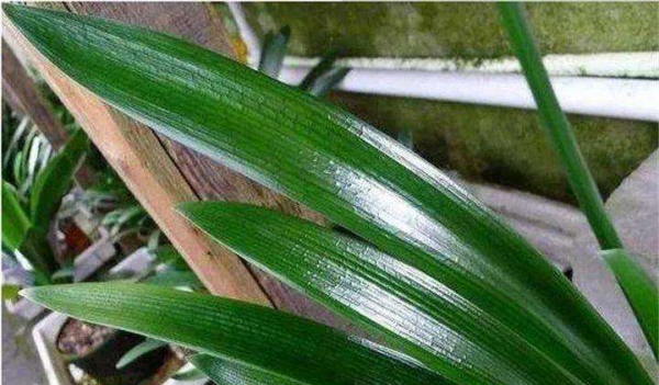 什么花喜欢啤酒浇花