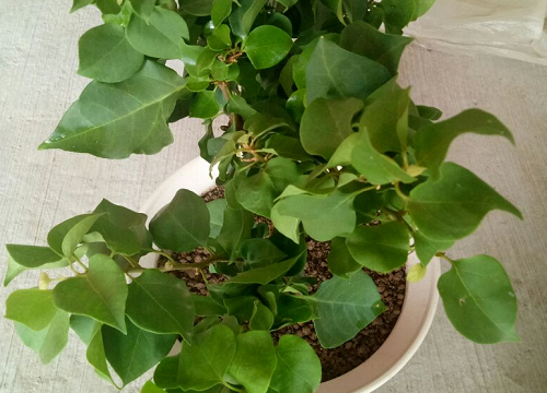 三角梅的扦插繁殖方法