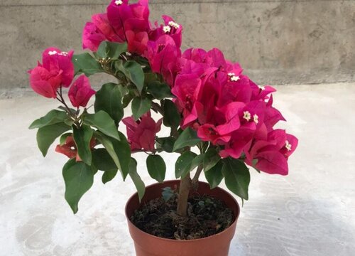 三角梅的扦插繁殖方法