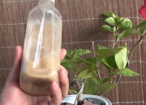 三角梅的扦插繁殖方法