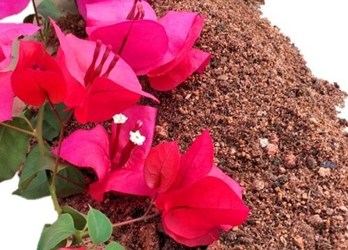 三角梅的扦插繁殖方法