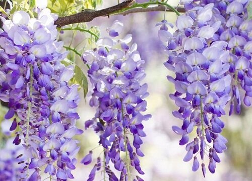 紫藤花一年开几次花