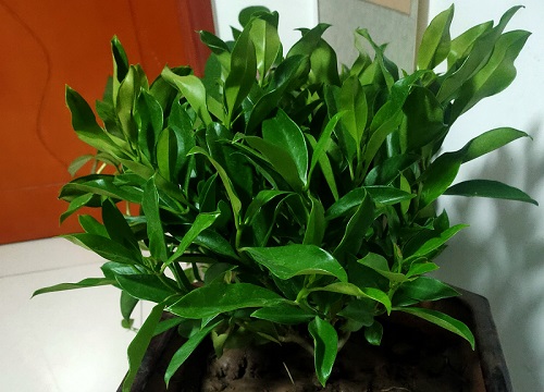 茉莉花土配制方法