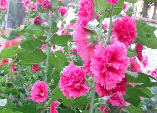 木槿花什么时候开花