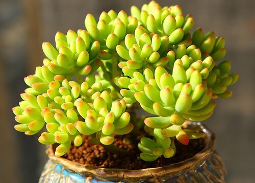 夏季养多肉的禁忌