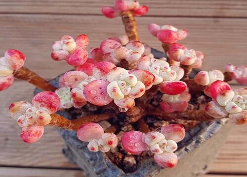 夏季养多肉的禁忌