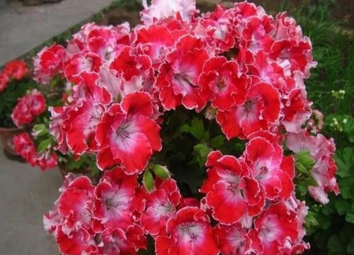 天竺葵怎样度过夏天