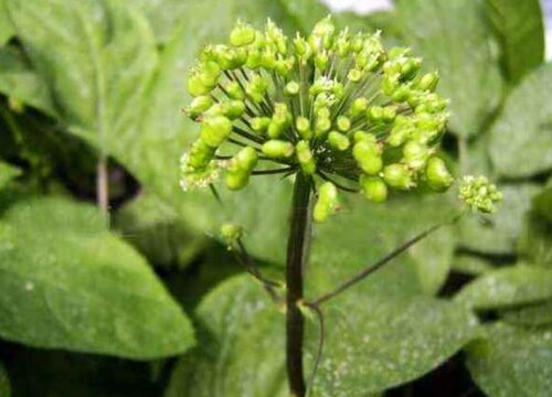 人参什么时候开花