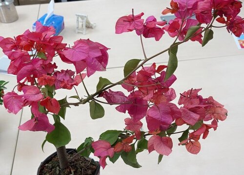 扦插三角梅枝条成活的关键点