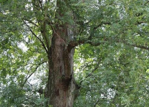 金丝榔树值钱吗 市场价格