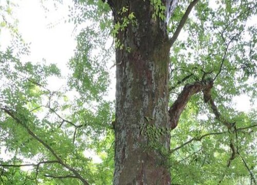 金丝榔树值钱吗 市场价格