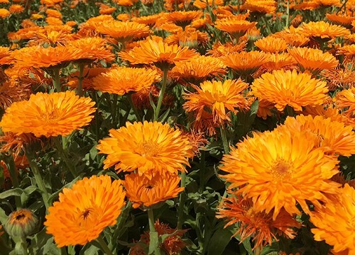 金盏菊是多年生还是一年生花卉