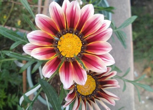 金盏菊是多年生还是一年生花卉