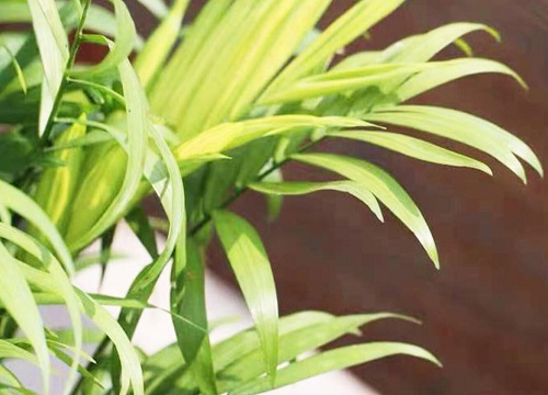 袖珍椰子喜阴还是喜阳光的植物