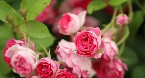 什么月季品种比较名贵