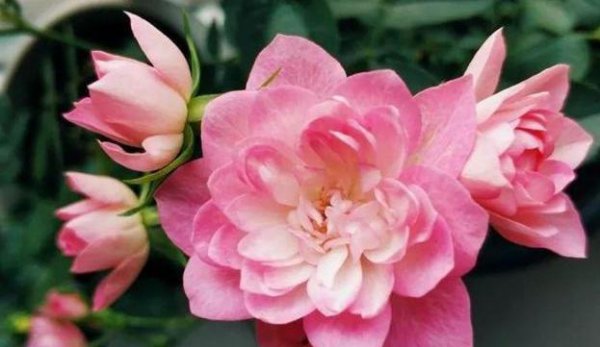 什么月季品种比较名贵