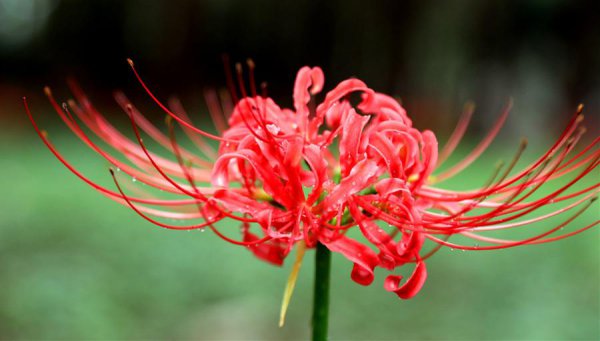 石蒜花和彼岸花一样吗